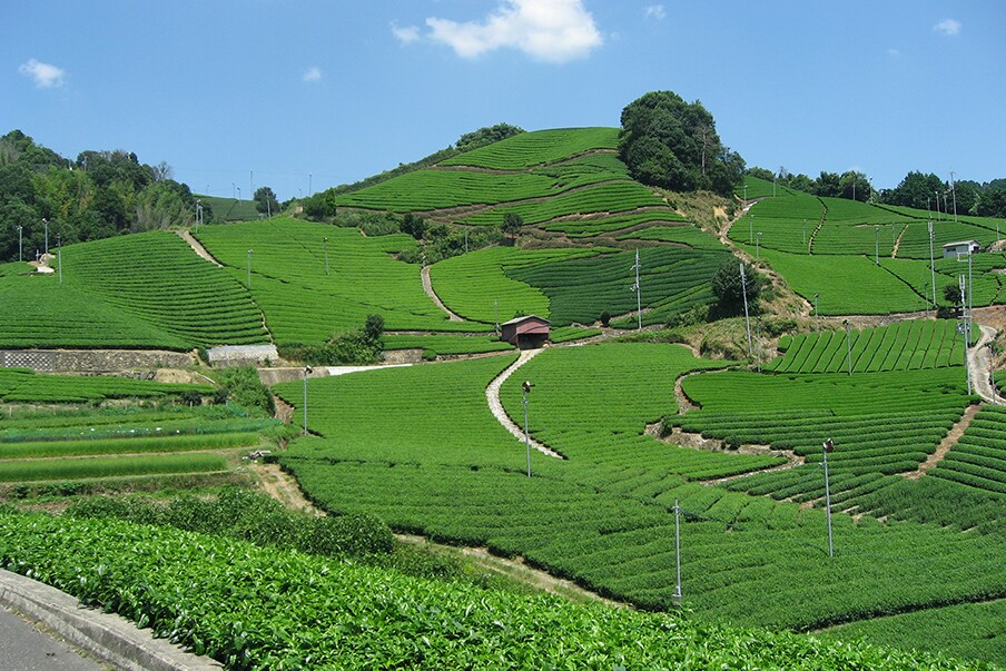 Exploring mountains, tea and sake around Kyoto