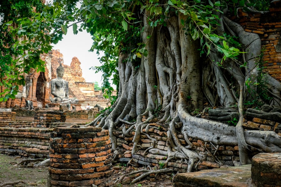 Comment on How To Visit The Ayutthaya Ruins, Temples, & Buddha Tree by David & Intan