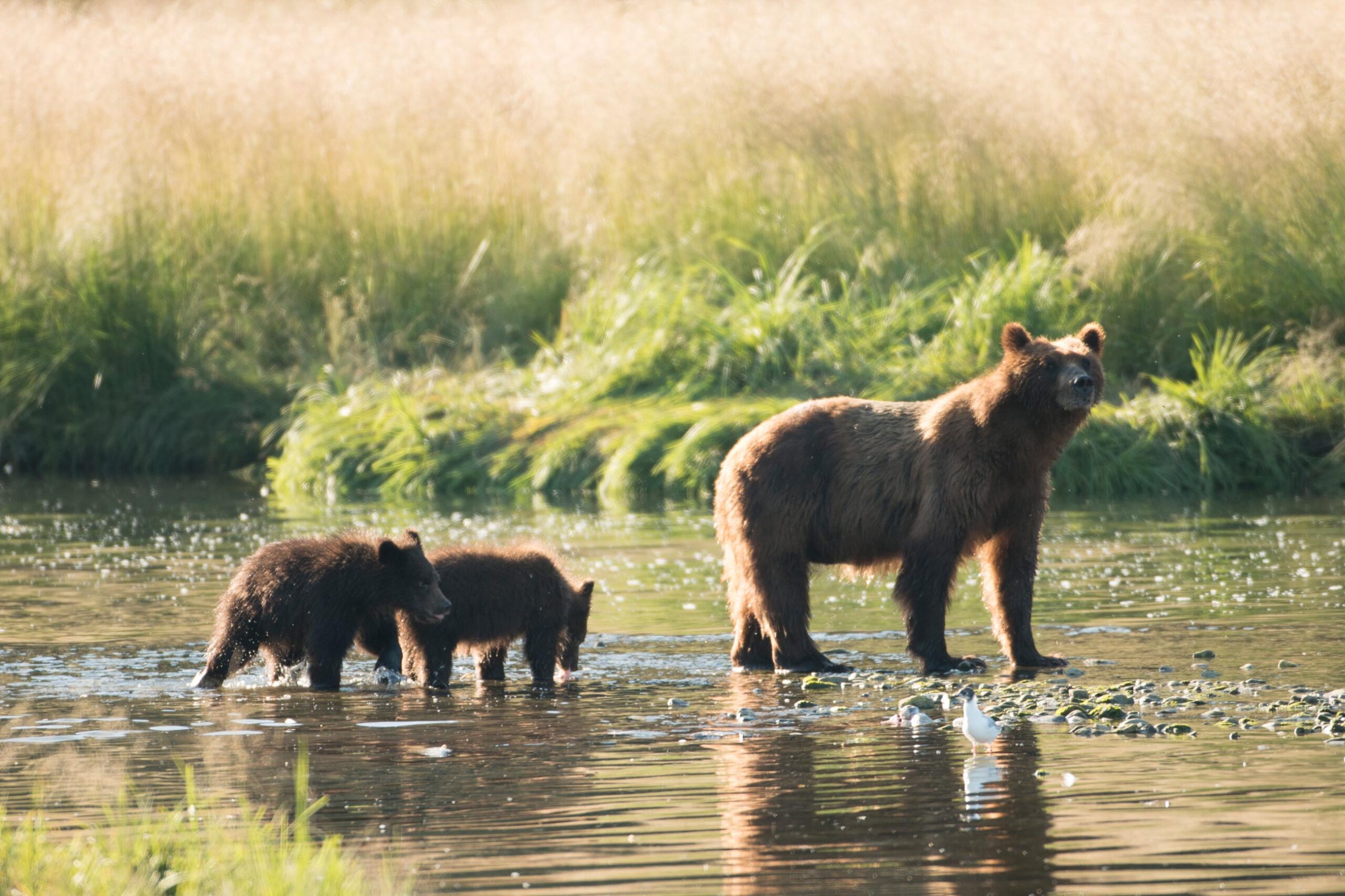 Bear Viewing at Admiralty Island National Monument