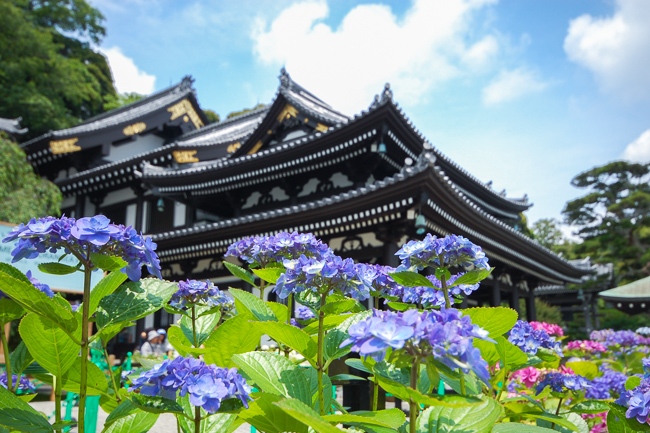 Ajisai Viewing in Kamakura